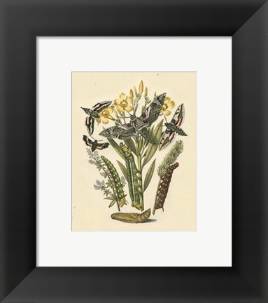 Framed Natures Delicate Gathering VI Print