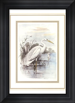 Framed White Heron Print
