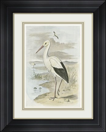Framed White Stork Print