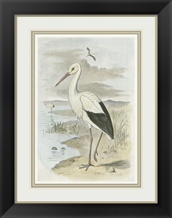 Framed White Stork Print