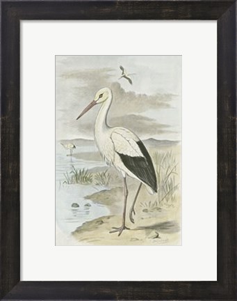 Framed White Stork Print