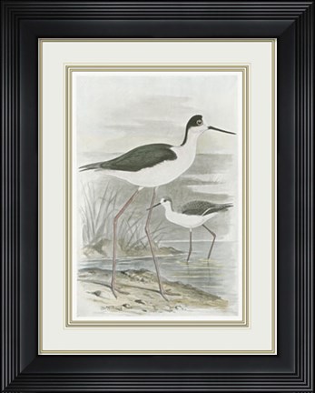 Framed Winged Stilt Print