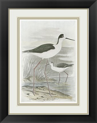 Framed Winged Stilt Print