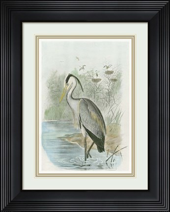 Framed Common Heron Print
