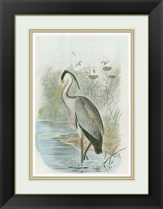 Framed Common Heron Print
