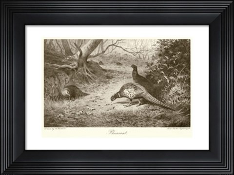 Framed Pheasant Print