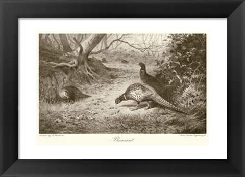 Framed Pheasant Print