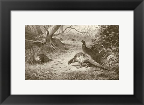 Framed Pheasant Print