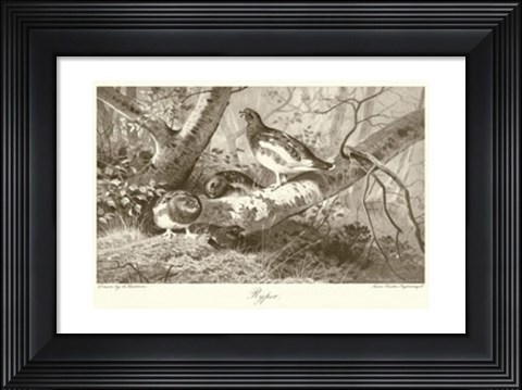 Framed Ryper Print