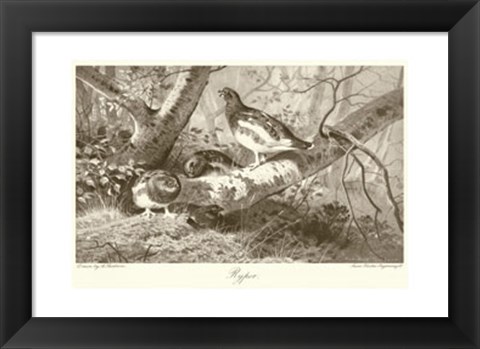 Framed Ryper Print