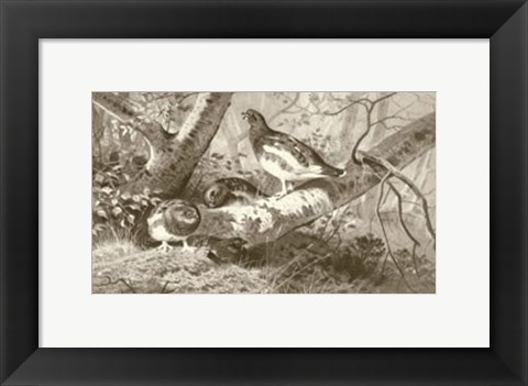 Framed Ryper Print