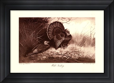 Framed Wild Turkey Print