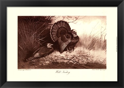 Framed Wild Turkey Print