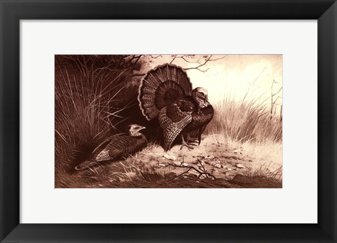 Framed Wild Turkey Print