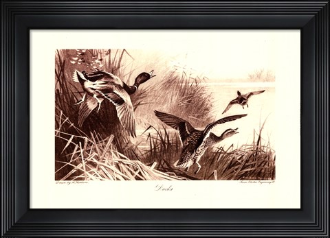 Framed Ducks Print