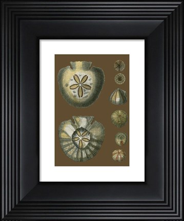 Framed Shells on Cocoa II Print