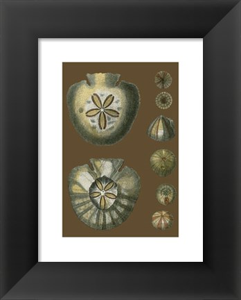 Framed Shells on Cocoa II Print