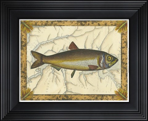 Framed Herring on Map Print