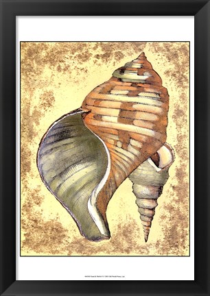 Framed Sand and Shells II Print