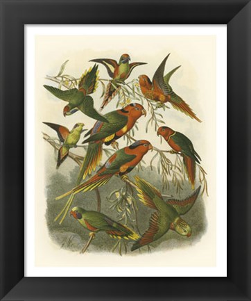 Framed Red Cassel Birds I Print