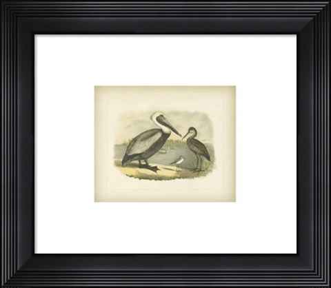 Framed Brown Pelican Print