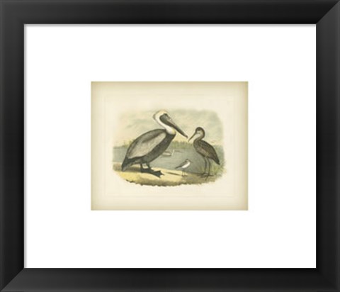 Framed Brown Pelican Print