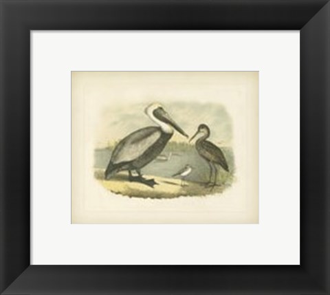 Framed Brown Pelican Print