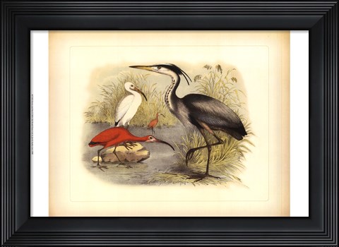 Framed Heron &amp; Ibis Print