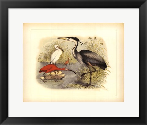 Framed Heron &amp; Ibis Print
