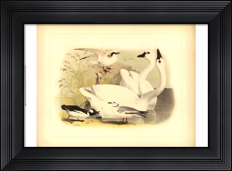 Framed American Swan Print