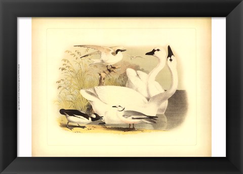 Framed American Swan Print