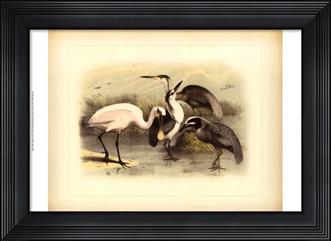 Framed Egret &amp; Heron Print