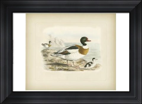 Framed Common Sheldrake Print