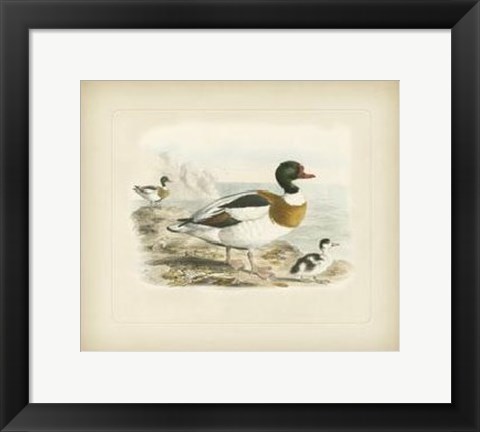 Framed Common Sheldrake Print