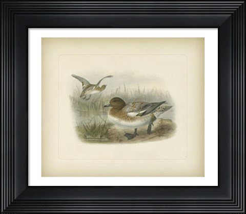Framed Redcrested Pochard Print