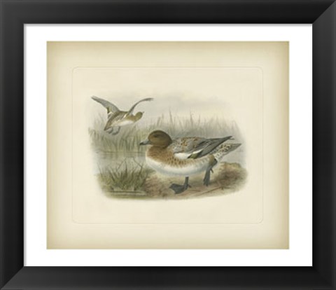 Framed Redcrested Pochard Print