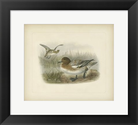 Framed Redcrested Pochard Print