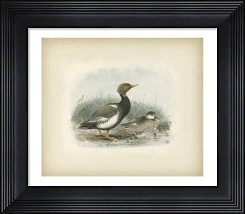 Framed Wigeon Print