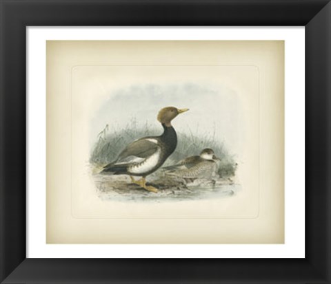 Framed Wigeon Print