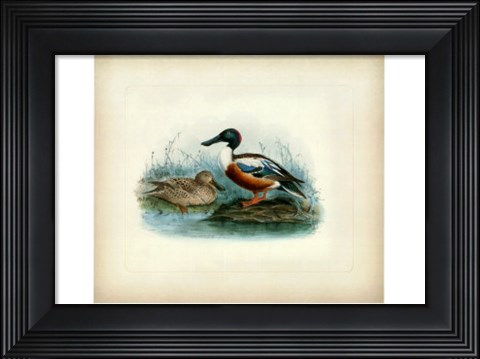 Framed Shoveler Print