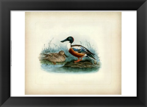 Framed Shoveler Print