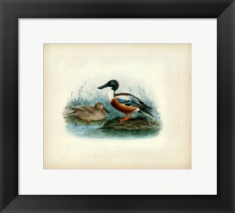 Framed Shoveler Print