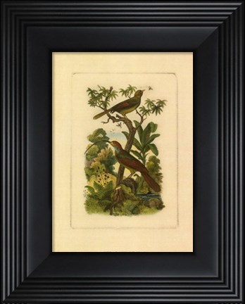 Framed Exotic Birds I Print
