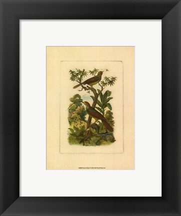 Framed Exotic Birds I Print