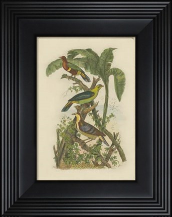 Framed Exotic Birds II Print
