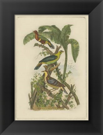 Framed Exotic Birds II Print