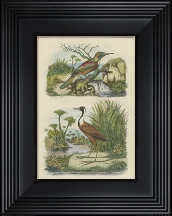 Framed Exotic Birds III Print