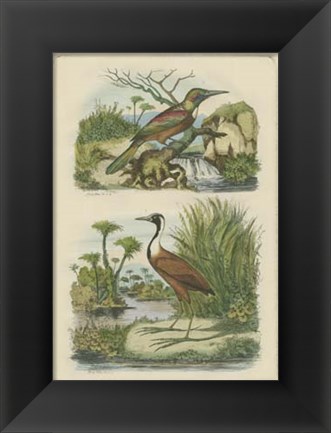 Framed Exotic Birds III Print