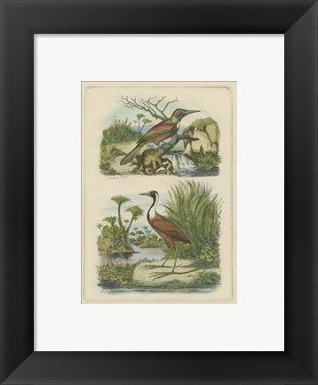 Framed Exotic Birds III Print