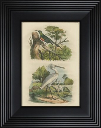 Framed Exotic Birds IV Print